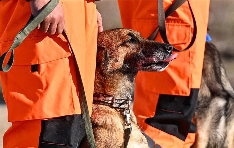 TSK’nın kontrol istirdat köpekleri natürel afetlerde avlu kurtarıyor