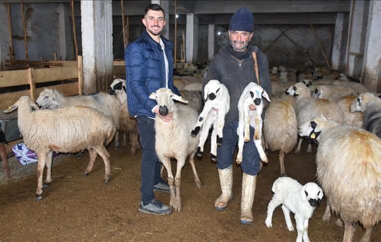 Depremzede besiciler mutluluk yardımı ile üretime bitmeme ediyor