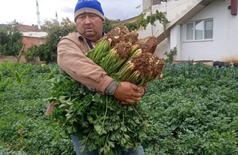 Atalık tohumla üretilen kerevizlere büyük ilgi