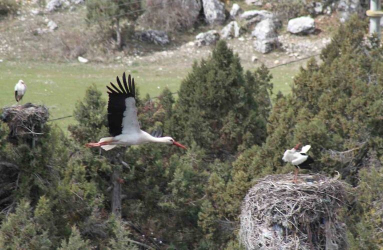 Bahar geldi, ardıç ağaçlarının üzerindeki yuvalar leyleklerle şenlendi