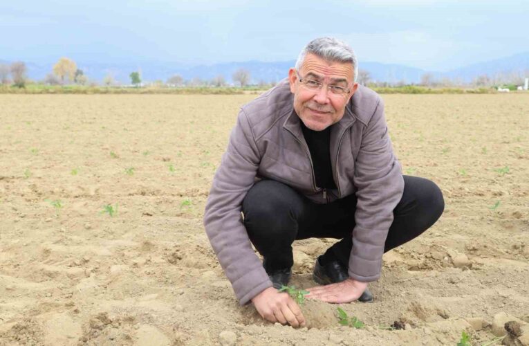 Başkan Güler, tarım işçileriyle domates fidesi dikti