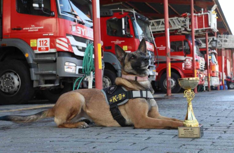 Büyükşehir’in arama kurtarma köpeği ödül aldı