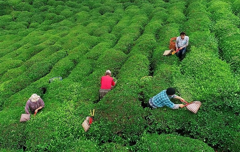 Çay üreticilerine 363,6 milyon lira destek ödemesi bugün yapılacak