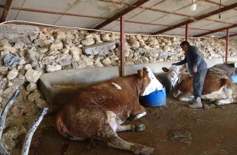 Depremzede hayvan yetiştiricileri üretimlerini sürdürüyor