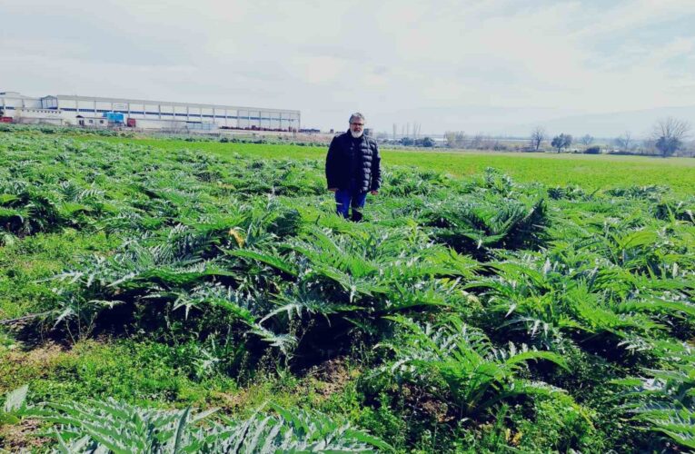 Enginarın sırrını çözmek düşüncesince araştırma tarlası oluşturdu