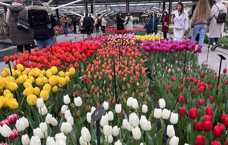 Hollanda’da dünyanın en büyük lale bahçelerinden Keukenhof, 75. kez ziyarete açıldı