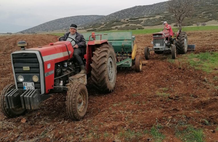 Hüyük’te atıl tarım alanları aspir ekilerek üretime kazandırılıyor