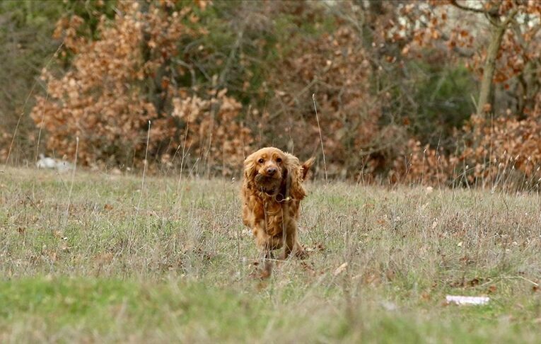 Kırklareli’nde özel eğitimli köpeklerle toplanan trüf mantarından 20 çeşit ürün üretiliyor