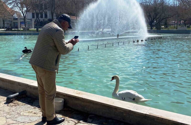 Konya’da güneşli havanın ilgi odağı kuğular