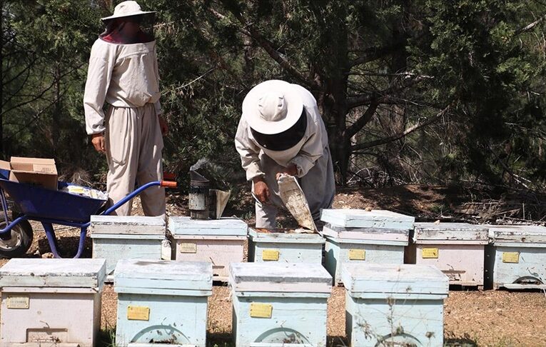 Olumsuz mevsim koşulları ve tarım ilaçları bal üretimini azaltıyor