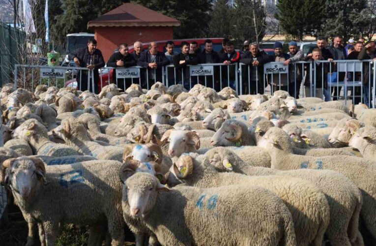 Yüzde 50 hibeli destekle çiftçiye koç ve teke veriliyor