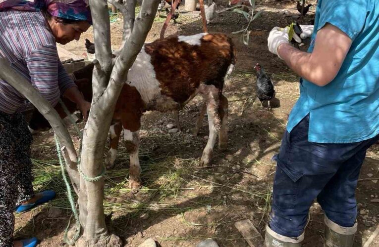 Büyükbaş hayvanlar kimlikleniyor