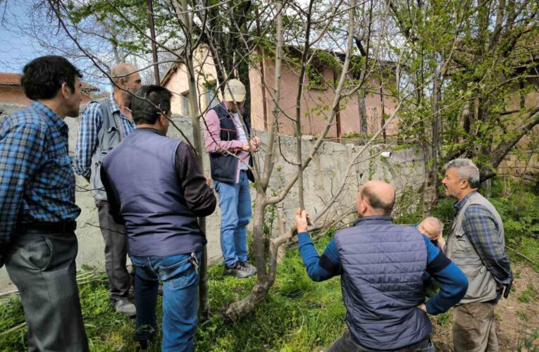 Emet’te meyve üreticilerine budama ve aşılama eğitimi