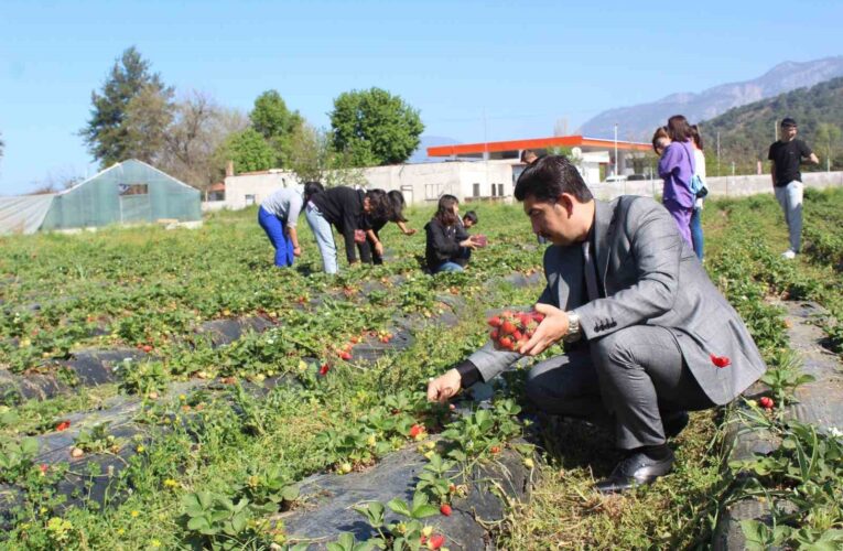 Köyceğiz’de öğrenciler çilek hasadı yaptı