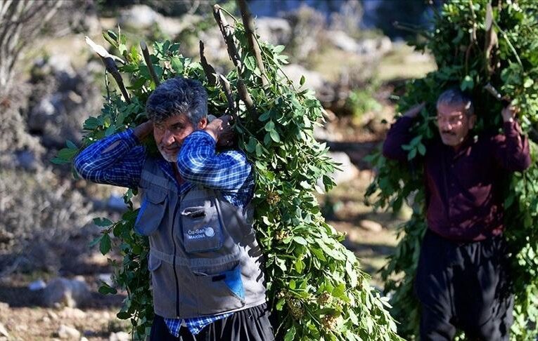 Orman köylülerine sağlanan desteklerle ilgili düzenleme yapıldı