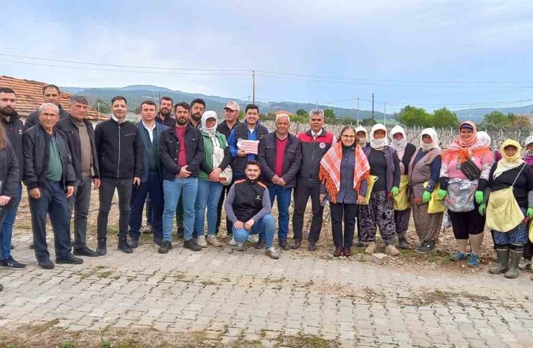 Sağlık ve kazançlı ürün için salkım güvesine karşı mücadele başlatıldı