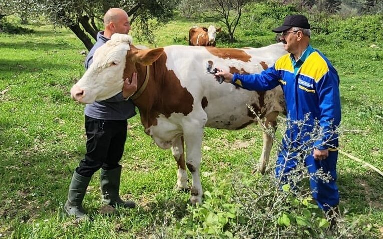 Söke’de büyükbaş hayvanların aşılanması devam ediyor