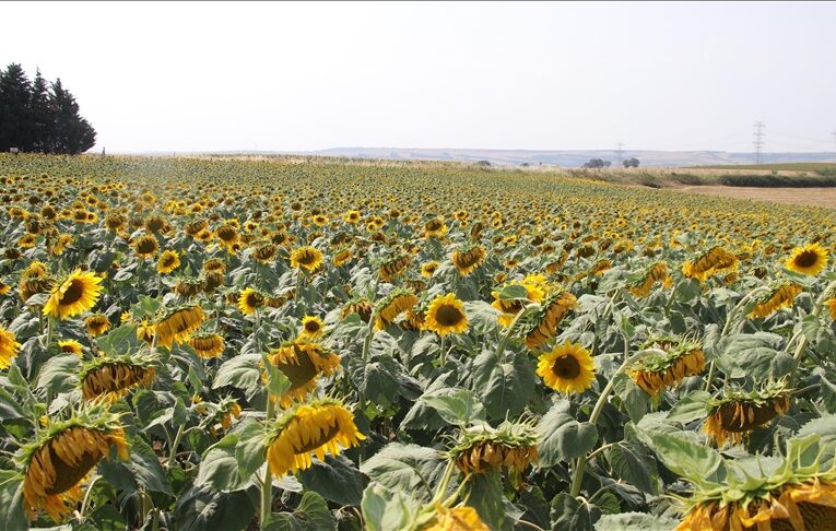 Yağlık ayçiçeği tohumu ve ham ayçiçeği yağında düşürülen gümrük vergisinin süresi uzatıldı