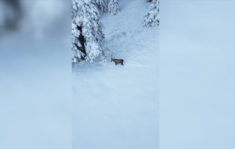 Ilgaz Dağı’nda beslenen kızılgeyik dronla görüntülendi